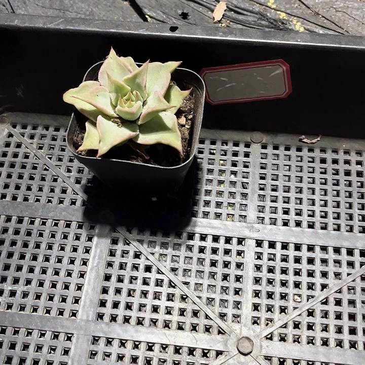 郑***意18号框一颗带盆土发