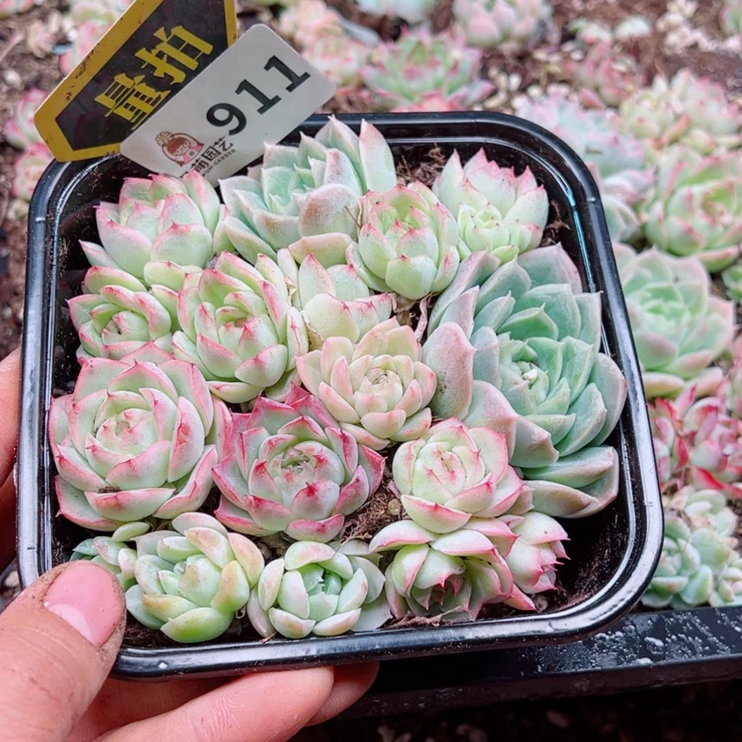多肉植物多肉植物