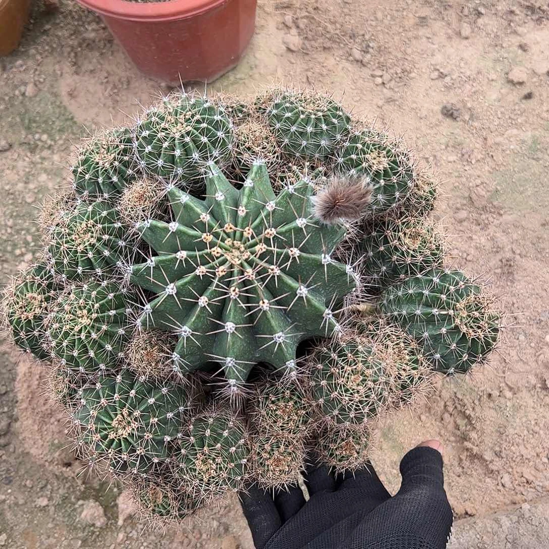 小***娟实生大彩草一物一拍