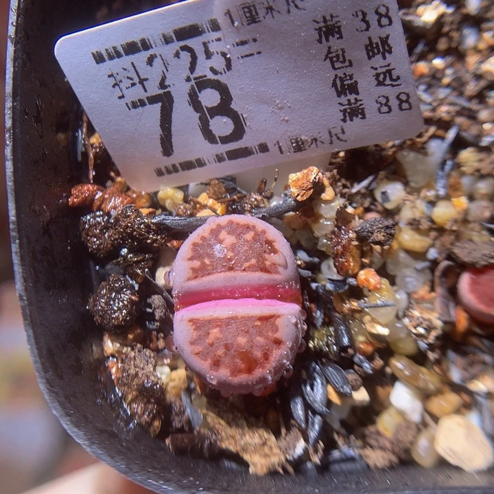 新年快乐呀225.78紫菊