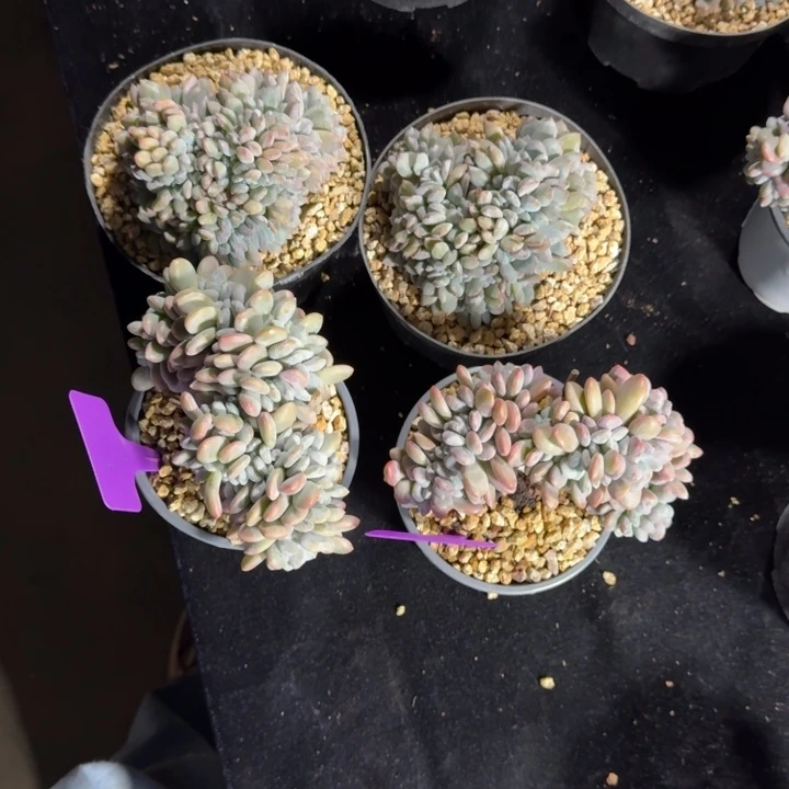 用***74颗一起的一物一拍的