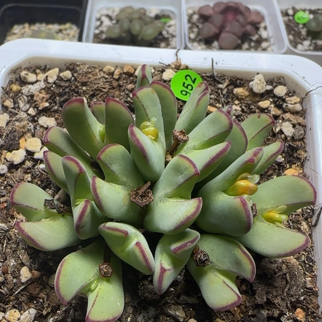 漂漂亮亮多肉植物952