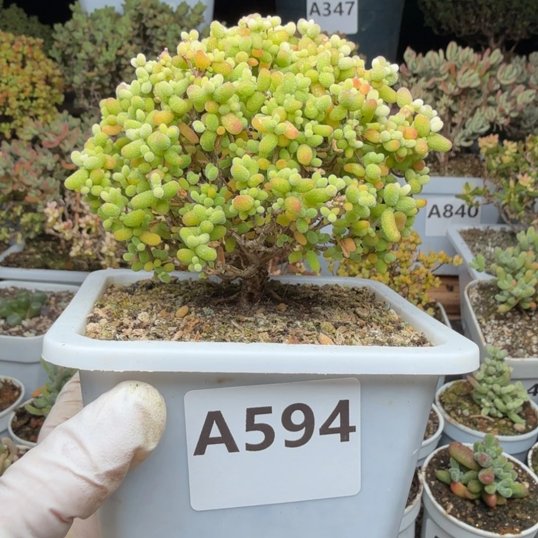 A594精控金桔树型