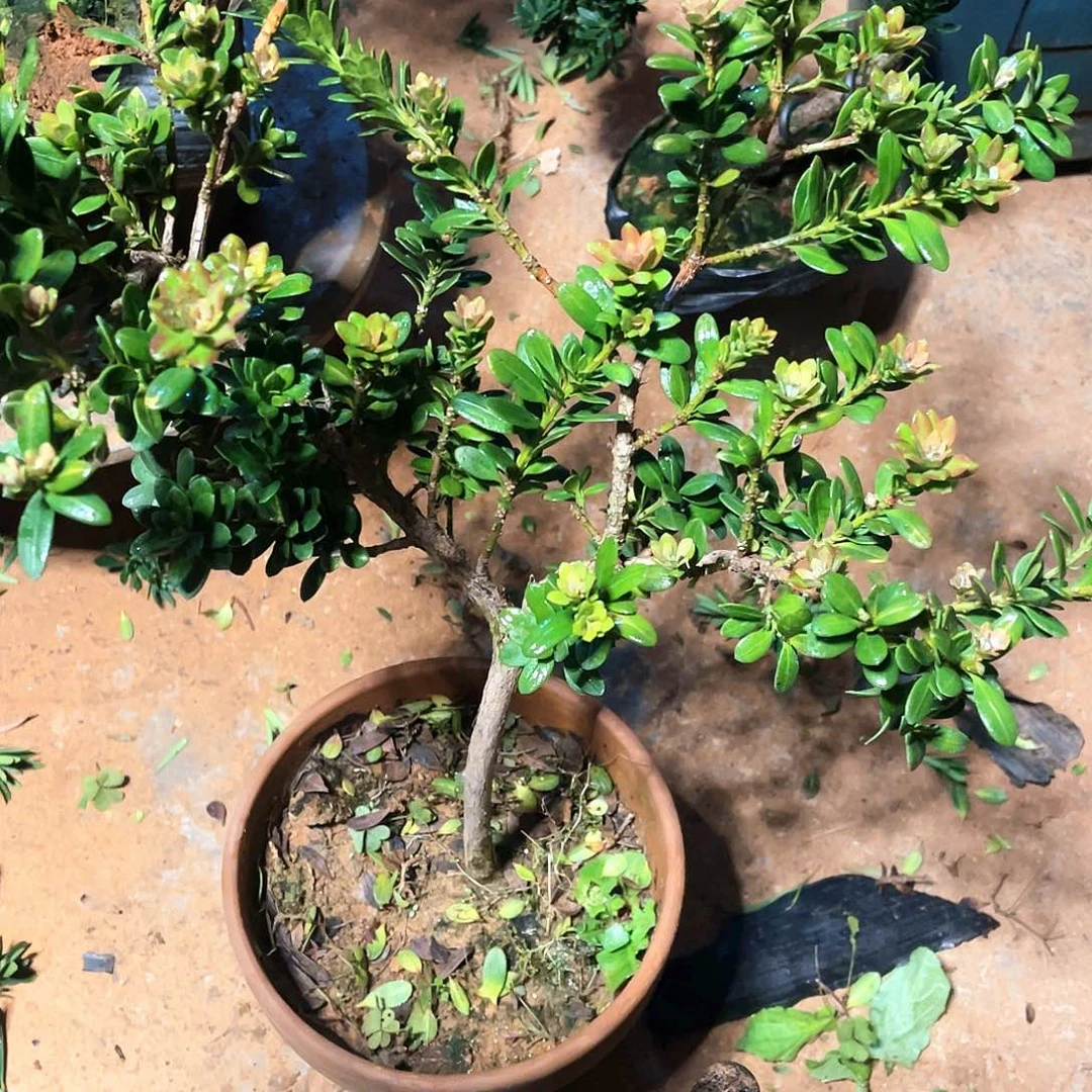 华***雄无花朵罗汉松盆景珍珠