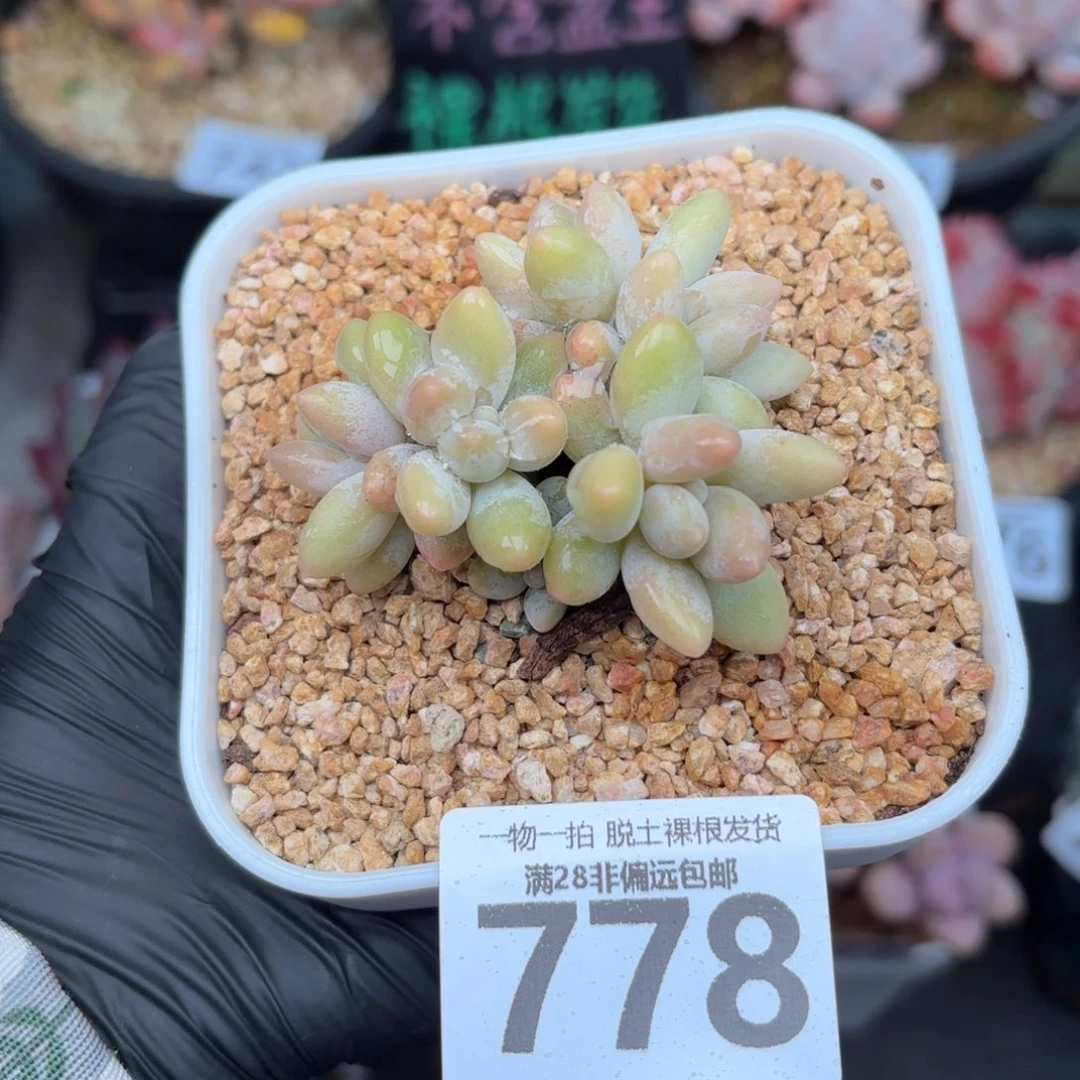 白兰地无盆土发货