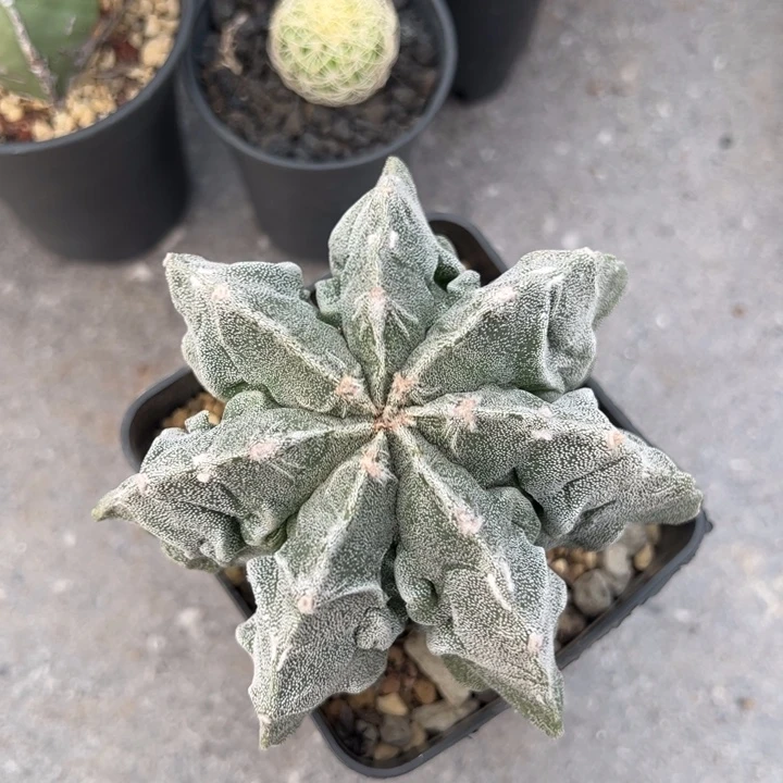 实生核桃鸾凤玉仙人球仙人球