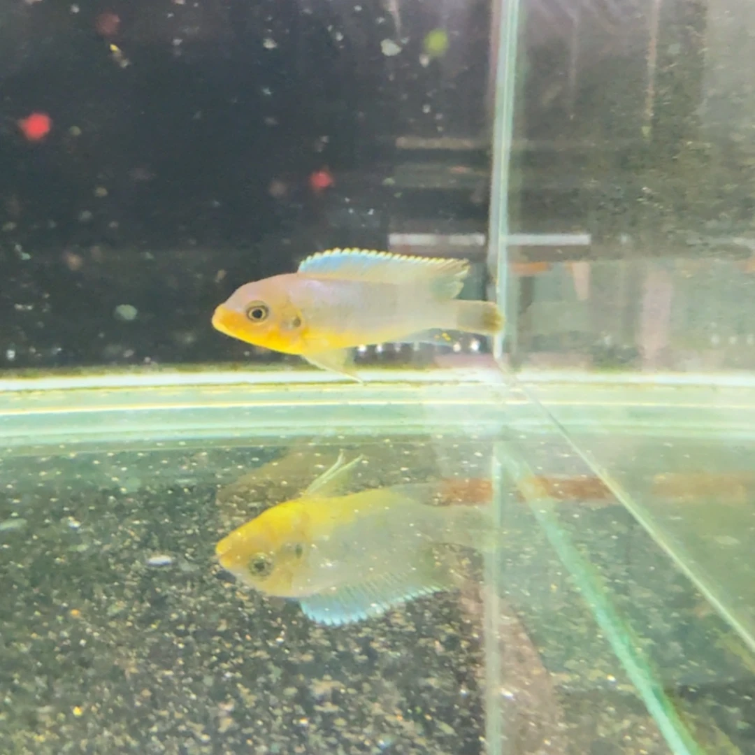 慈鲷克里355。