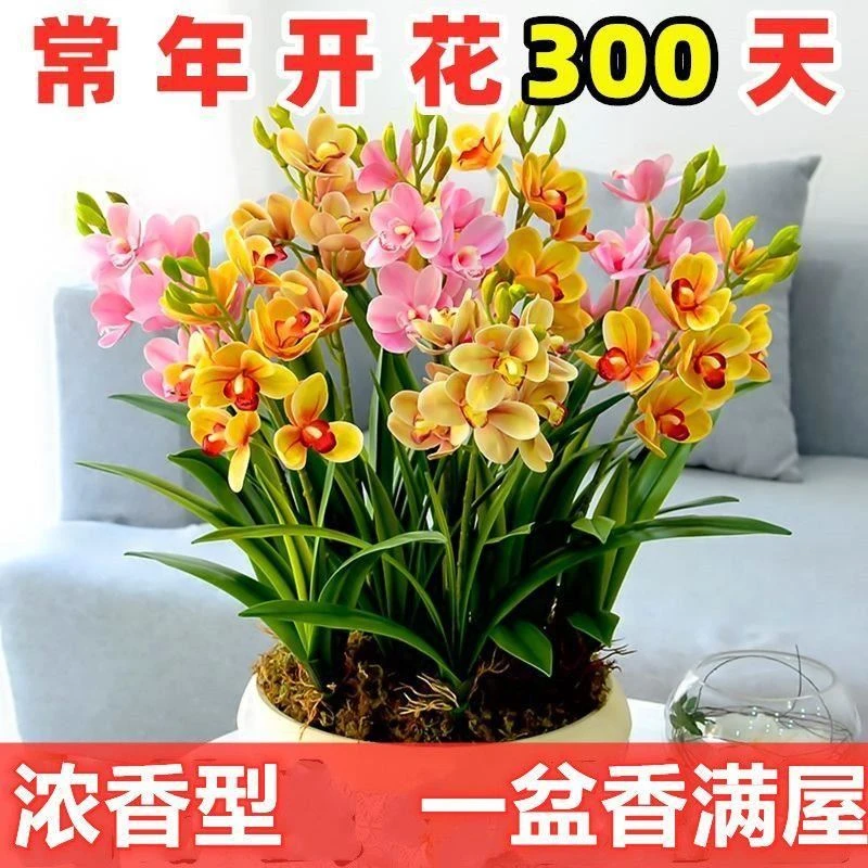 四季开花夏季开花兰花盆栽绿植浓香型植物兰花耐寒室内驱蚊热销