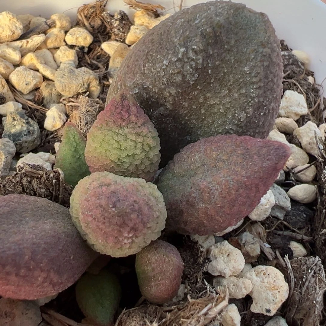 糖果大苗多肉植物水泡