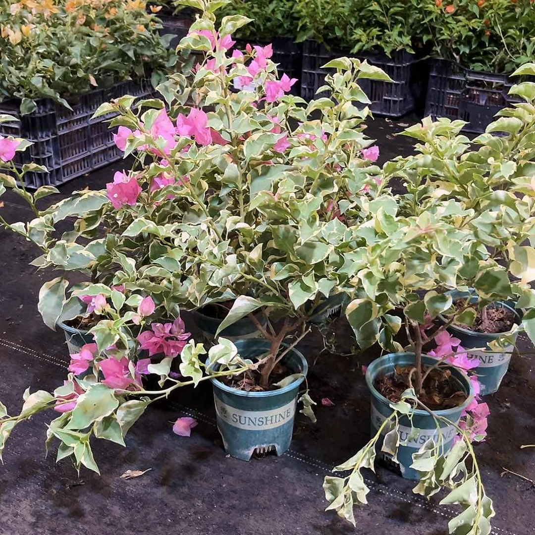 当前无花栽培后可以开花金边掌中宝一颗