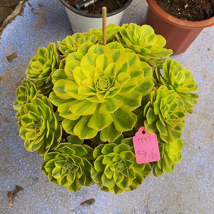 C**猫雨河1393寄养发货完了