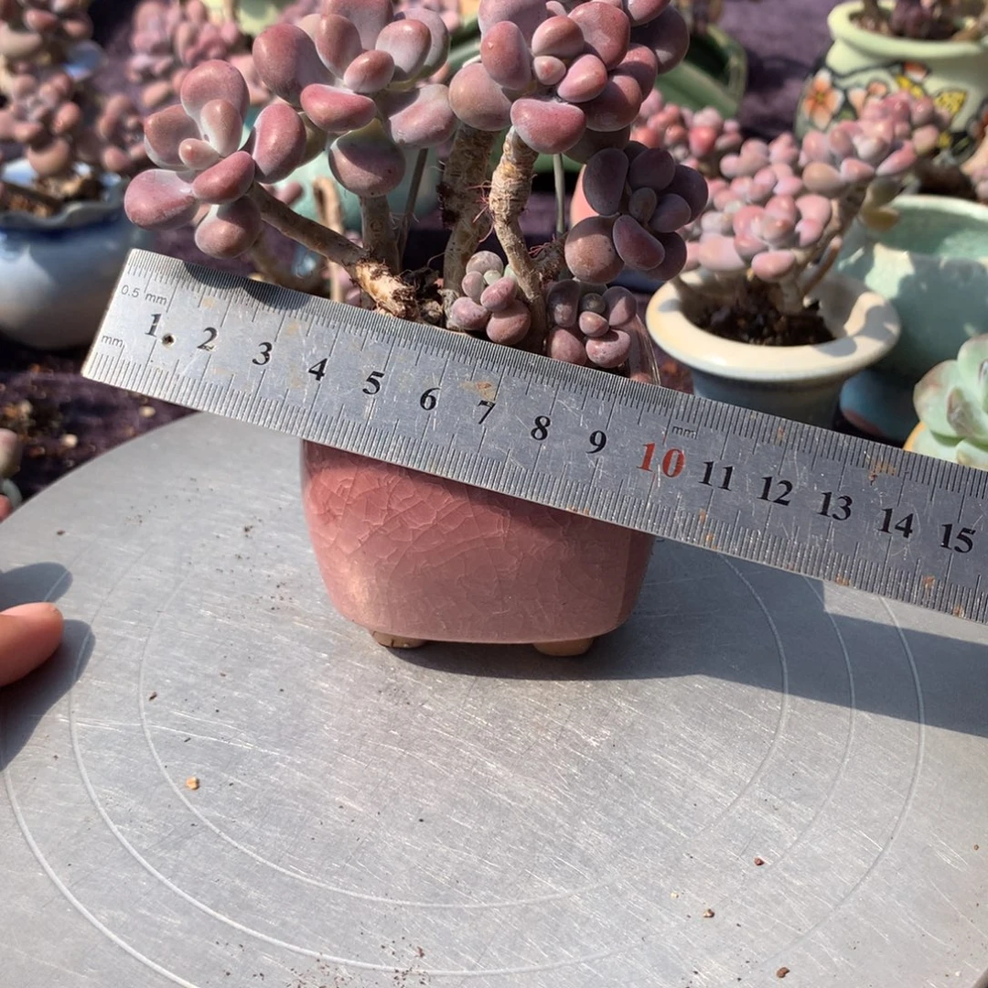 6感带盆偏远地区不包邮的