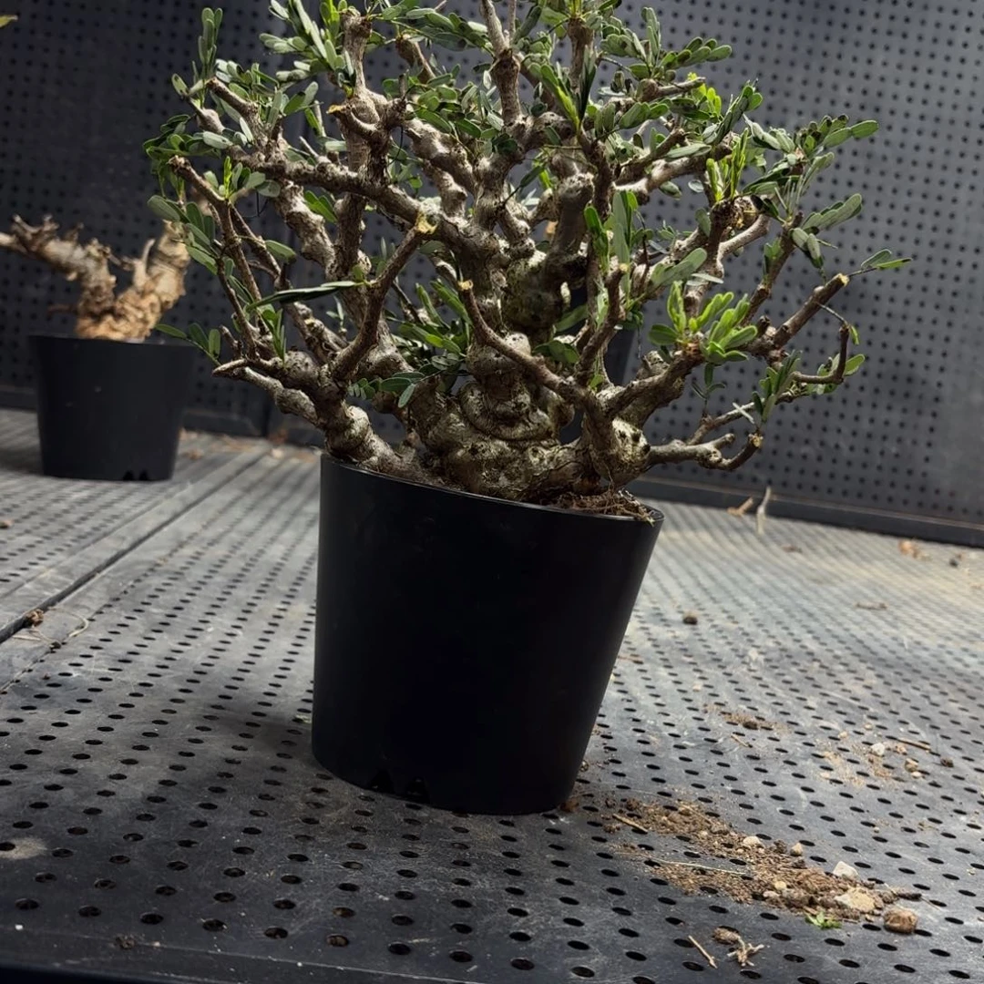 念珠苏木366699999999999