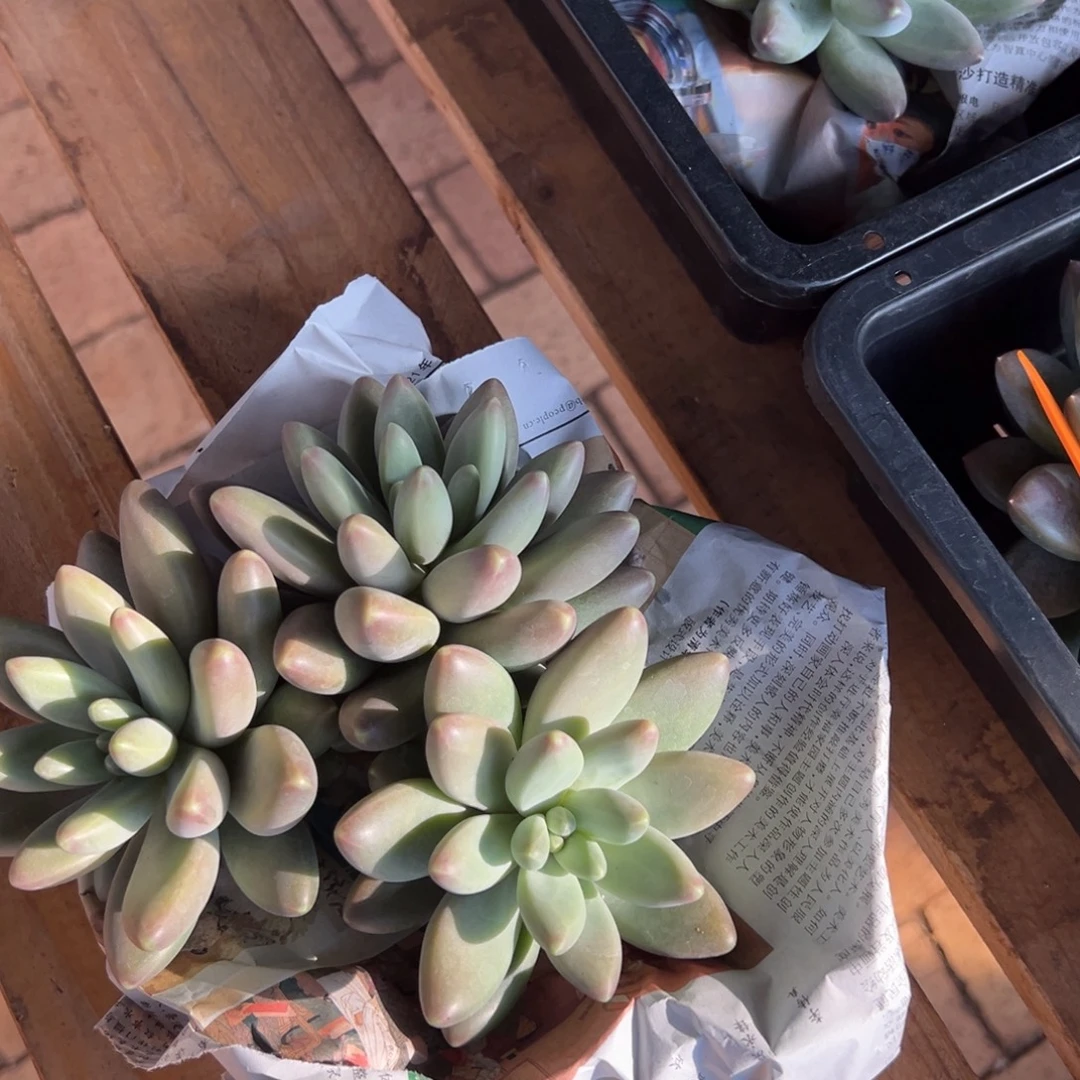 121911111111111111111发货