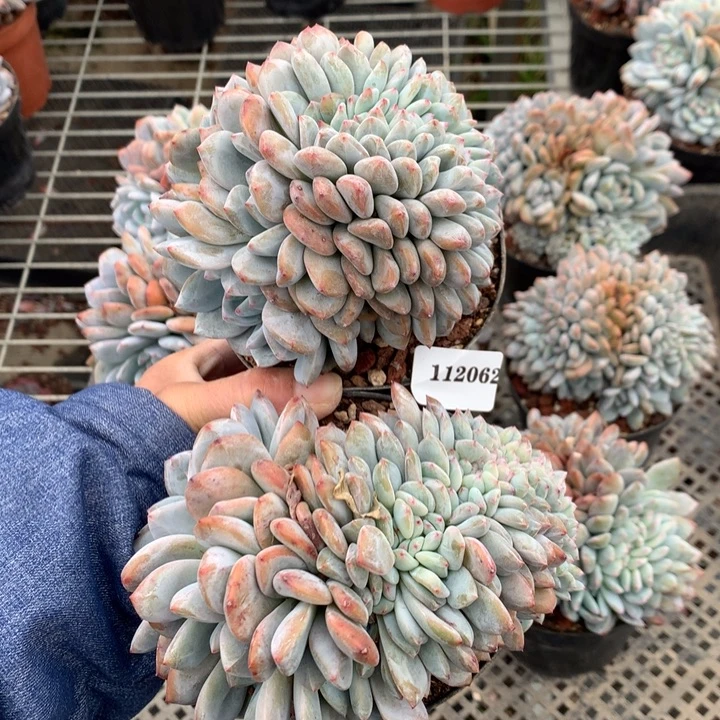 捂****112062两个缀嗯嗯嗯嗯嗯好