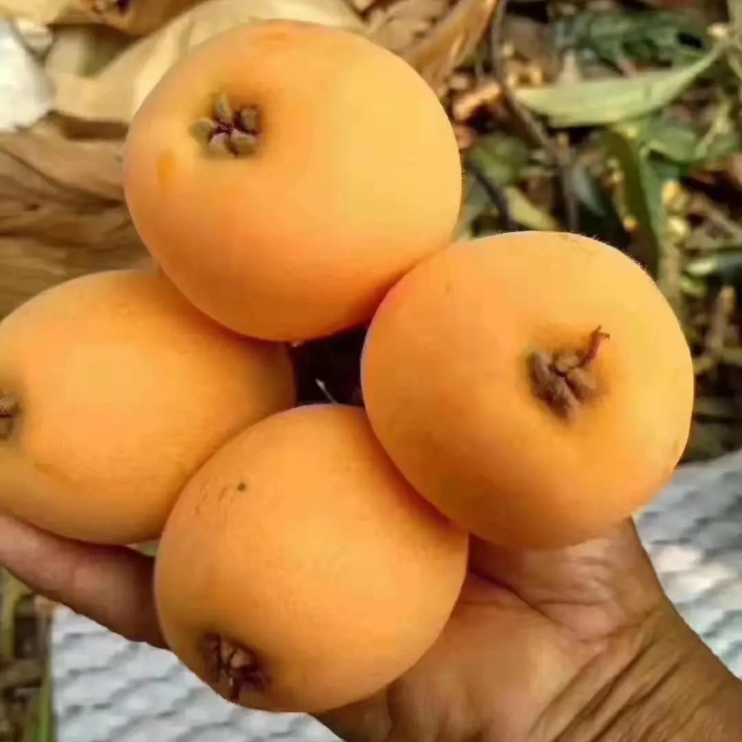 莆田枇杷书峰柔软多汁