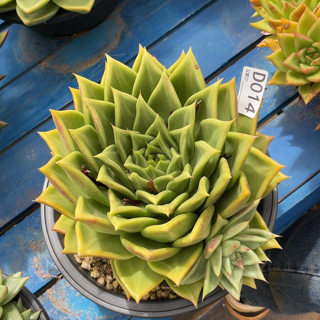 若如东云单拍D014