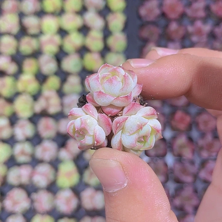 玫瑰仙子群生多肉