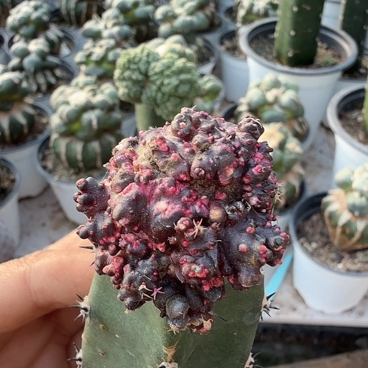 无花朵529牡丹石化