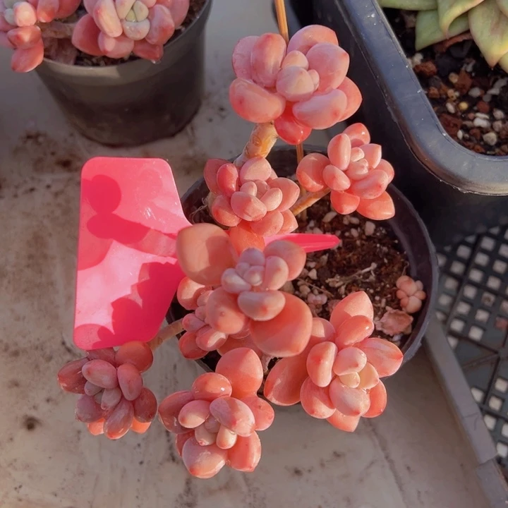 健健康康平平安安