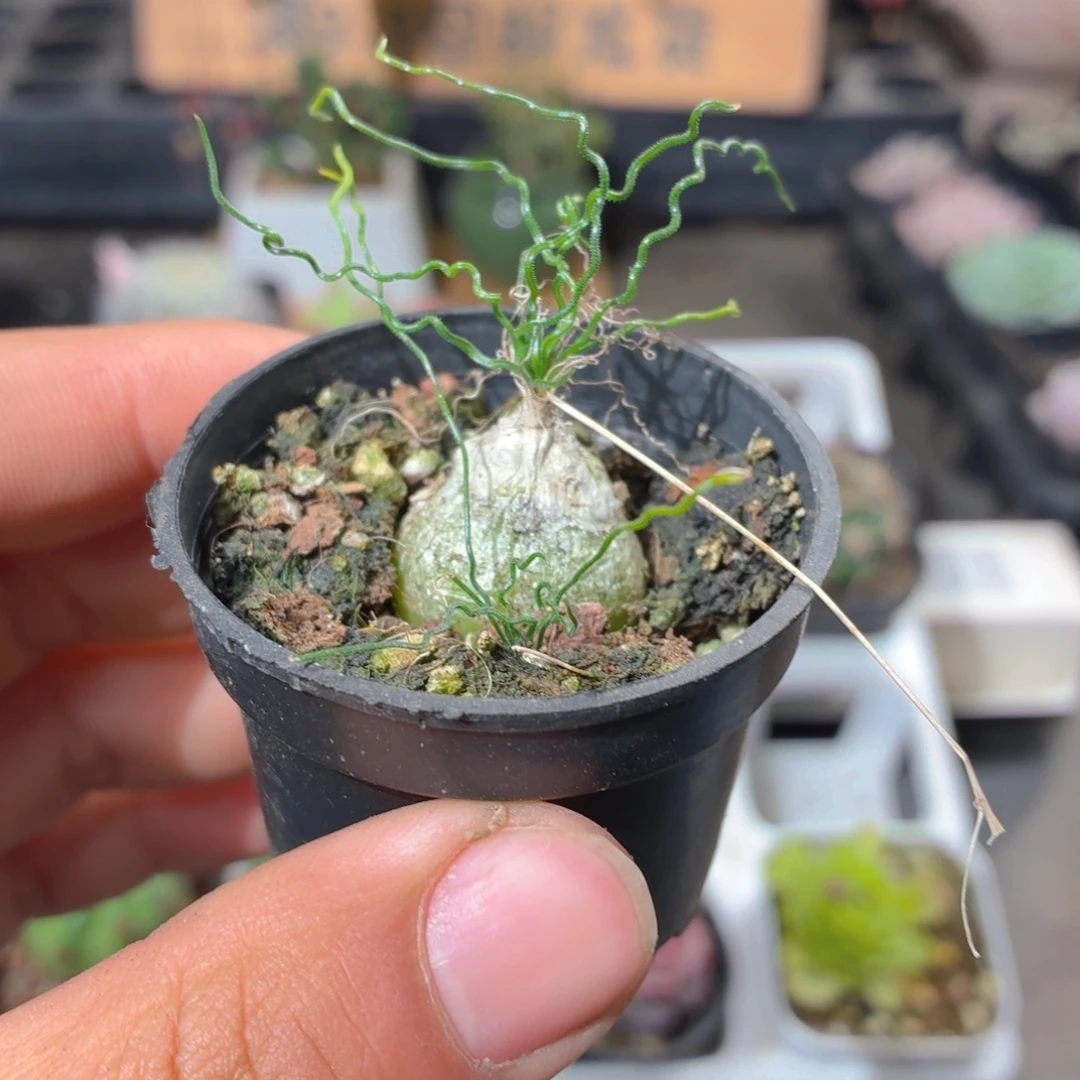 泰迪海葱多肉9.9包邮发货