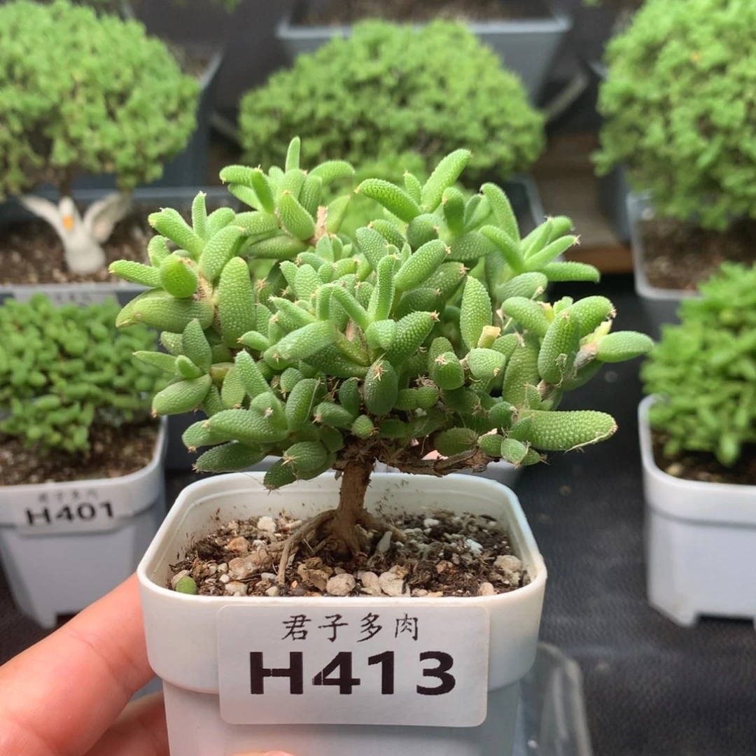 413玉米。