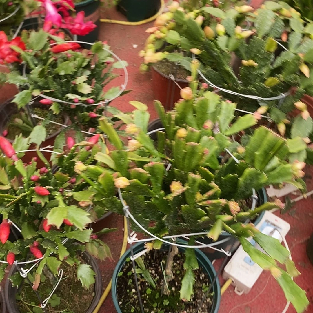 仰****完全开放福利款单层