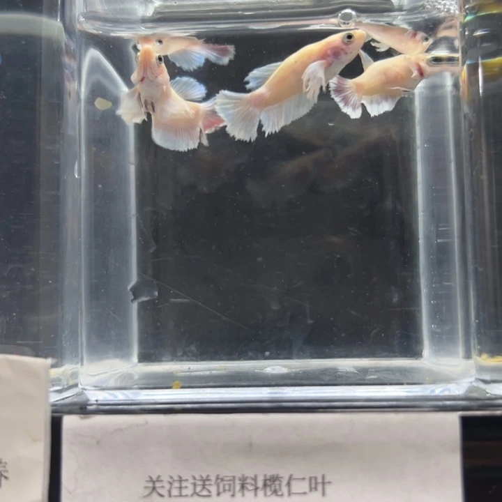 斗鱼幻彩大耳将军编号231