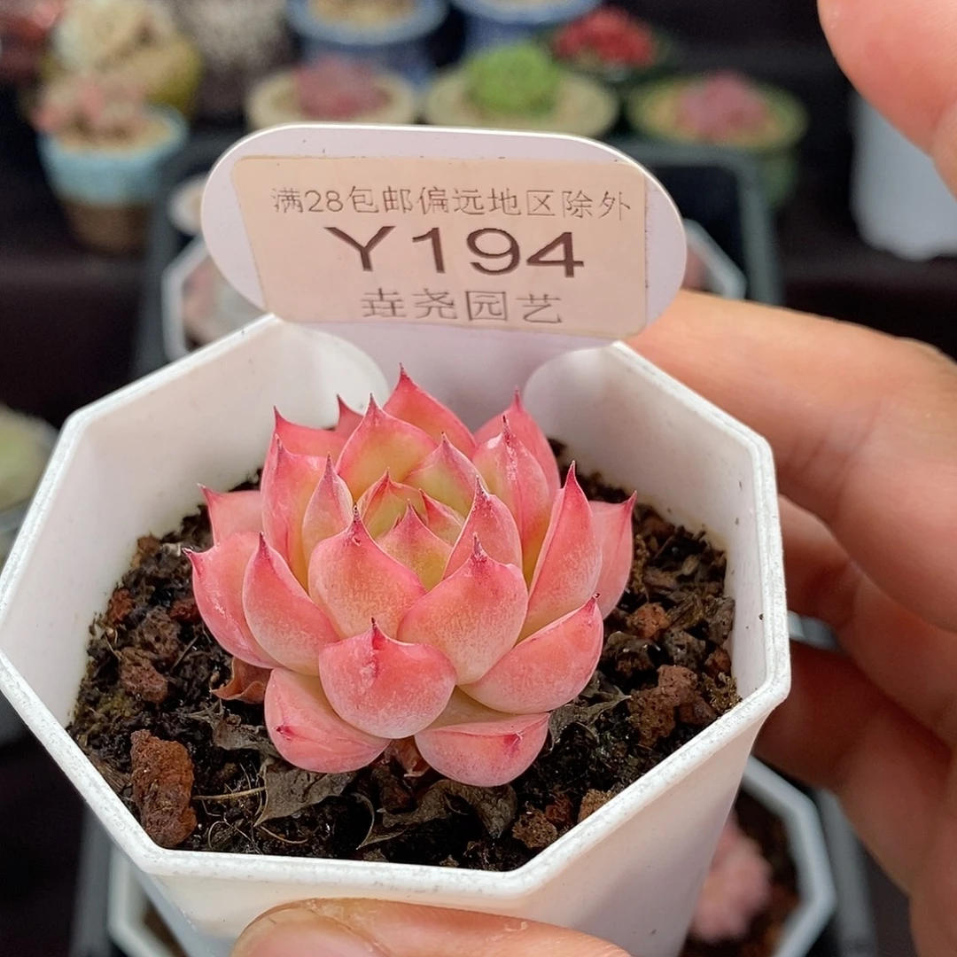 0194 粉水晶 4cm