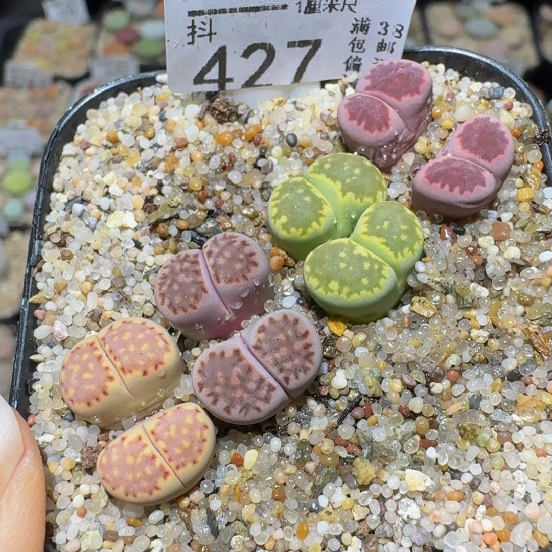 Ssss精品生石花427