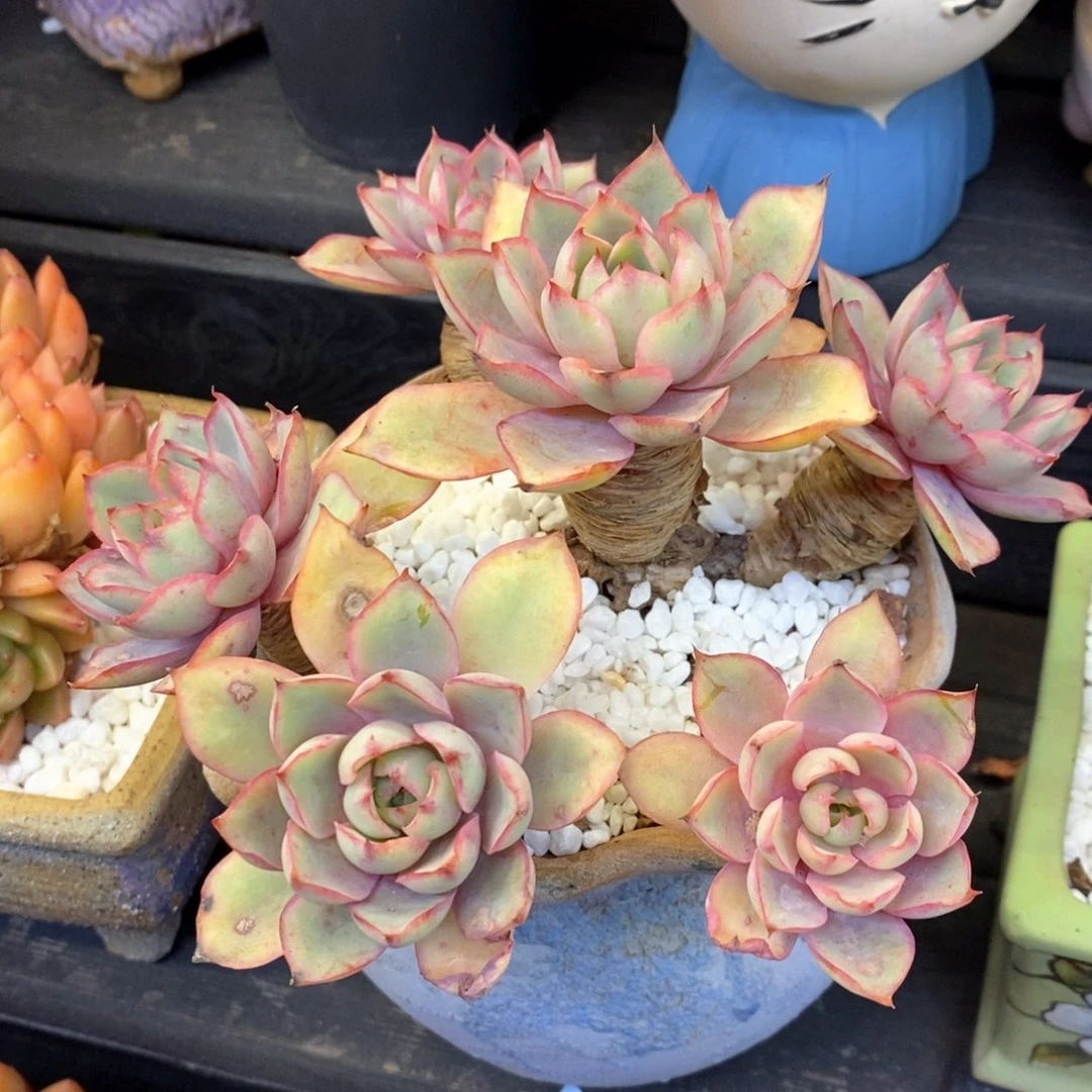 赫拉多肉植物盆栽