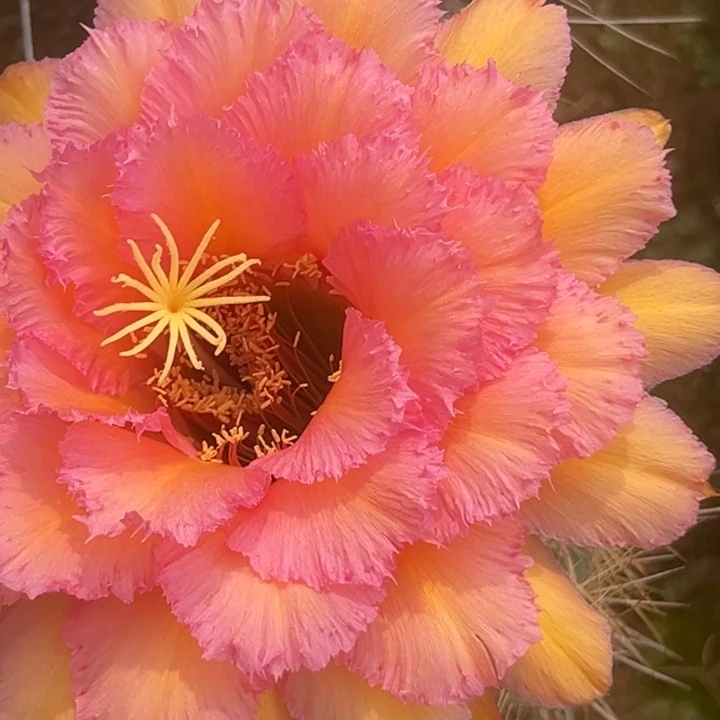 清清1-021根瑕疵有黑点