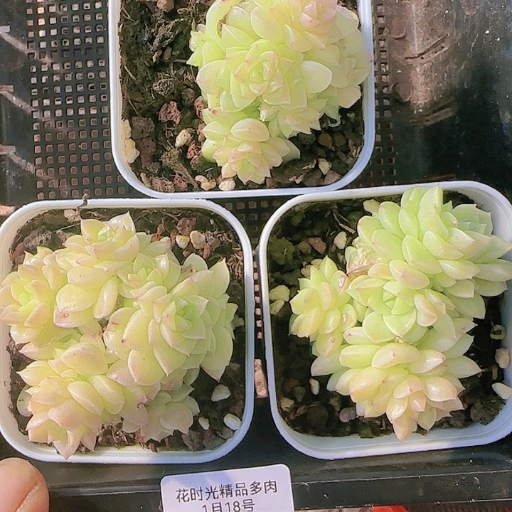 花时光精品多肉81