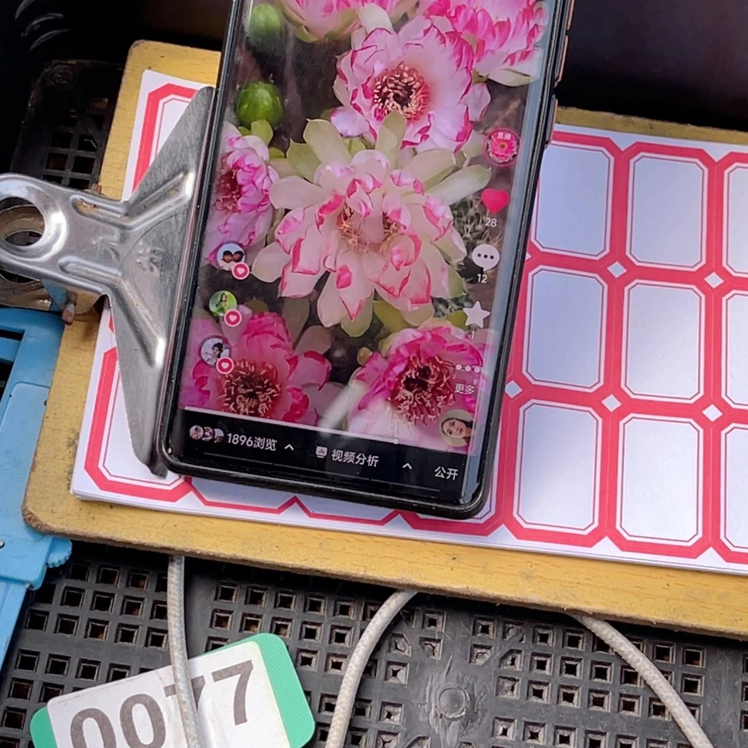 一***安金 银 时光谣 荷花 各一个 侧芽 3公分左右