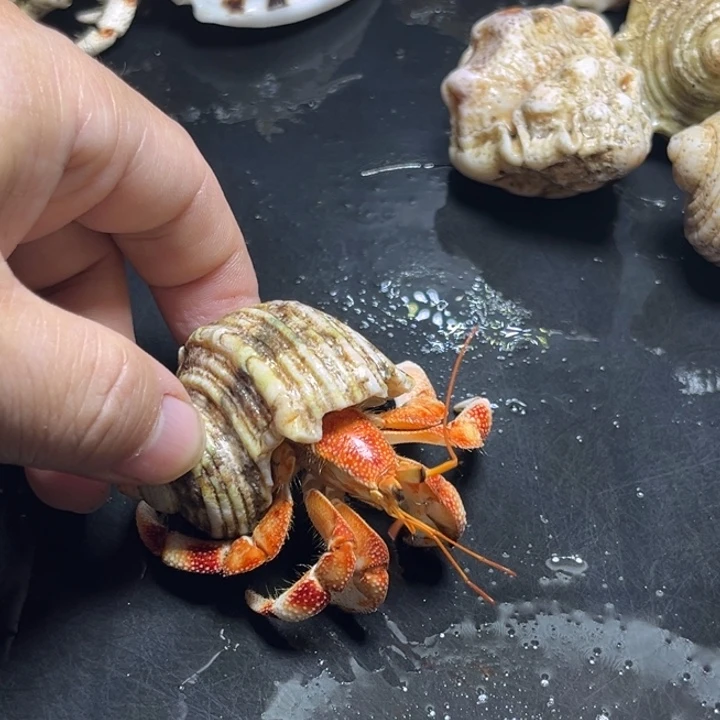 闪10号毛球2.3口径