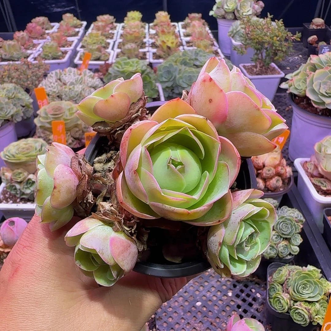 柠****奚落 非偏远包邮玻璃心慎拍