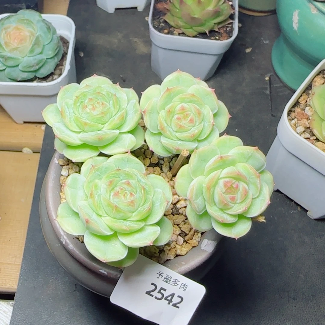 长杆白芷，2542多肉植物
