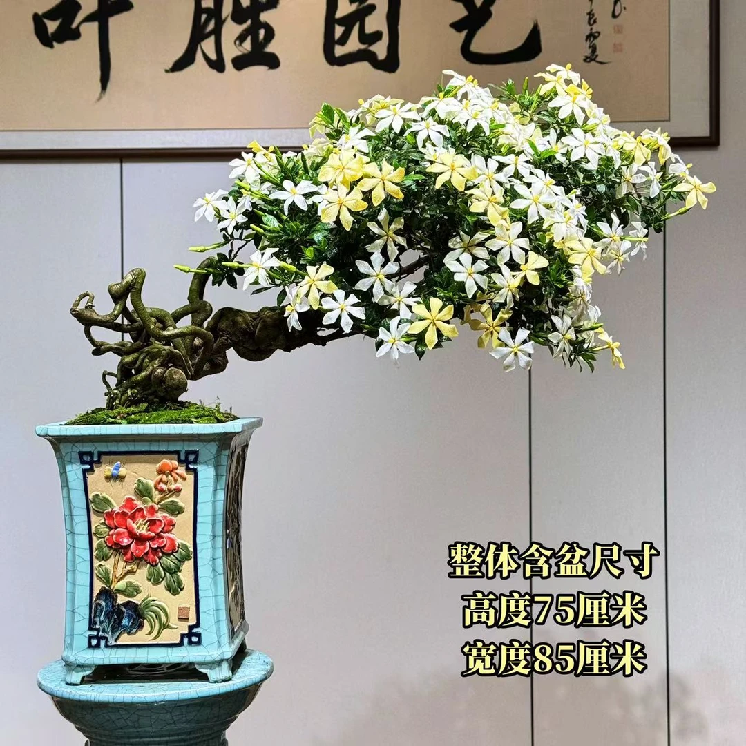 【叶胜园艺】精品四季榄叶栀子花盆景