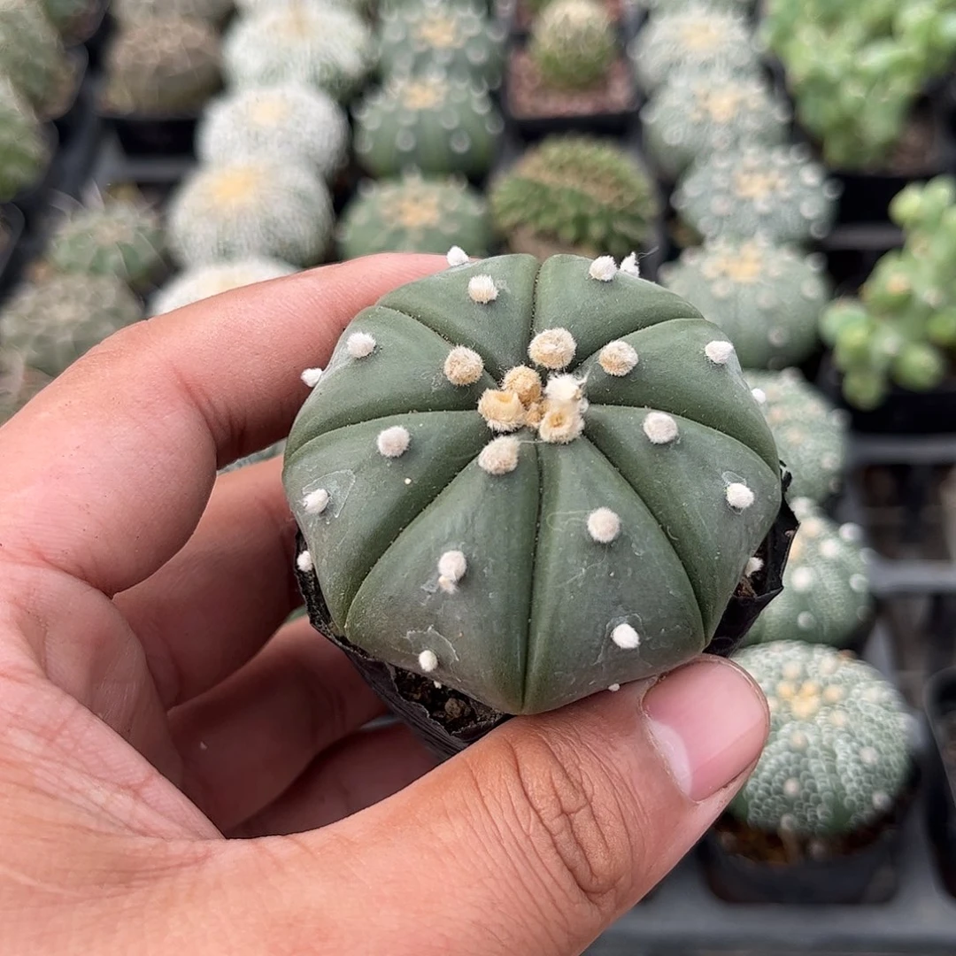 琉璃兜单头发货单头发