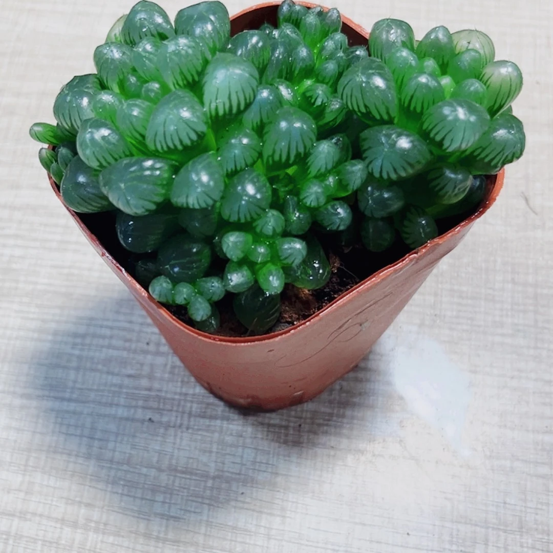 姬玉露多肉植物6666