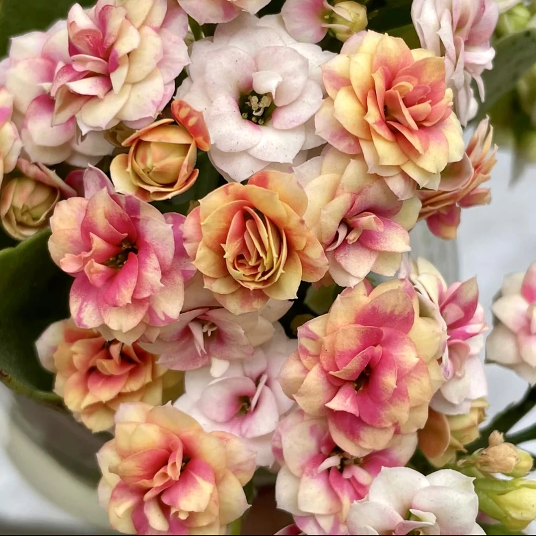 长寿花盆栽～【洛神五花肉】