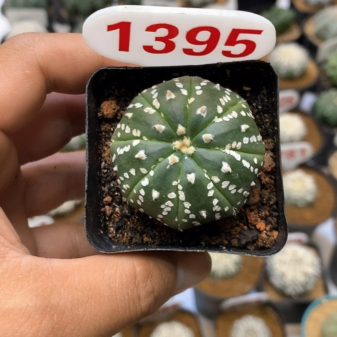 1395福利特价来了哦