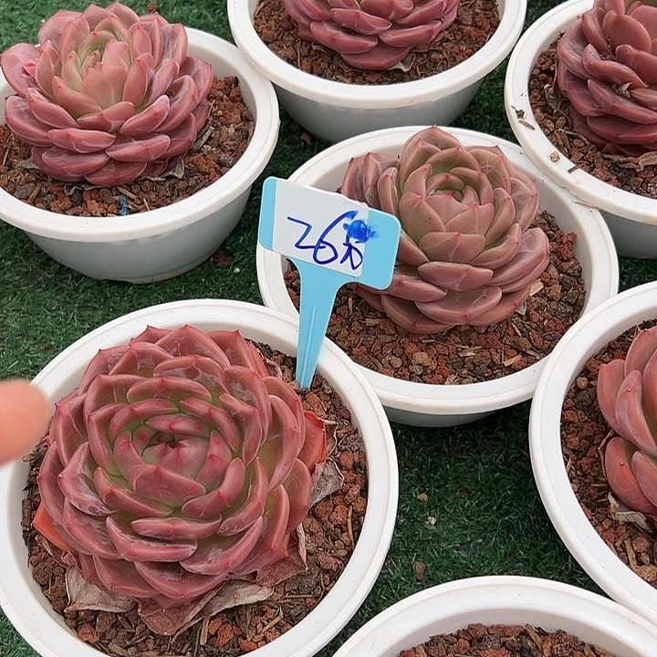 26山茶一个带盆一个