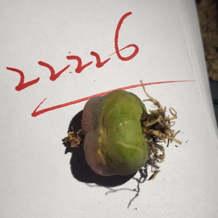 22226有伤一个一个