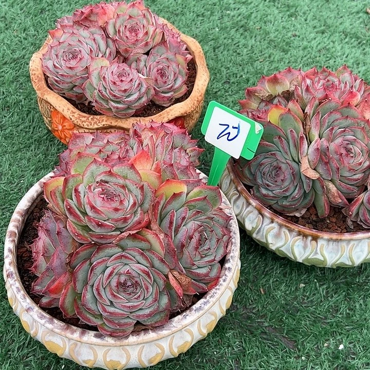 20粉水晶带盆一个多肉
