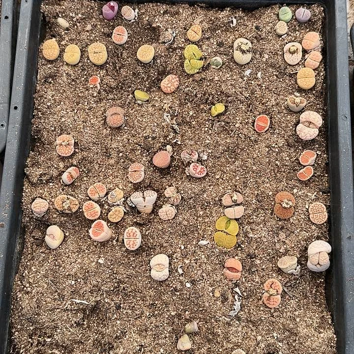 生石花1111。   102