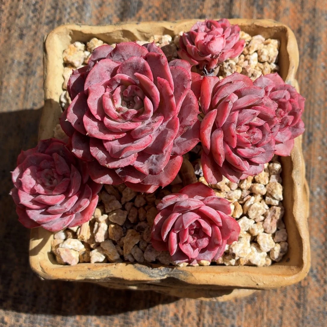 多肉植物 花木兰-4