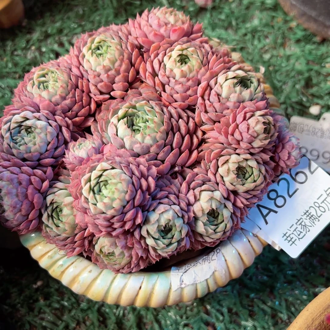 H****福幸运颜色白色的小