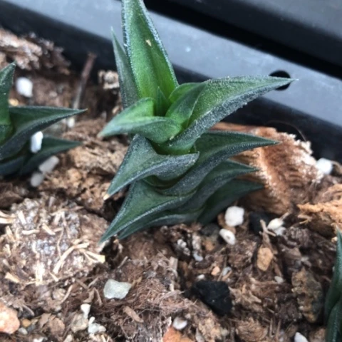 龙城硬叶多肉植物