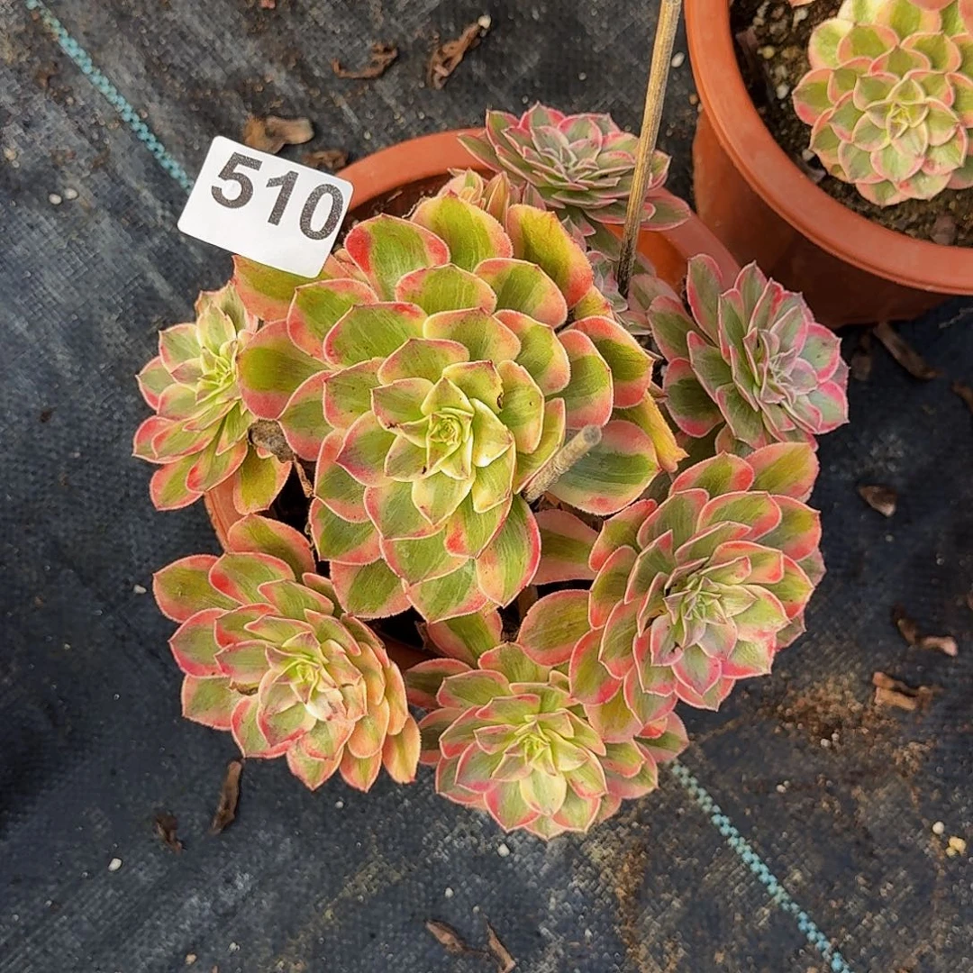 510云荷法师植物多肉